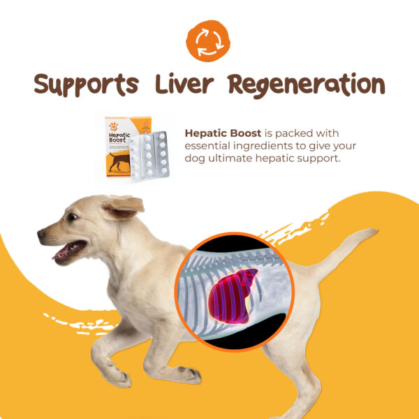 Hepatic Boost