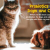 Massive benefits of probiotics in pets