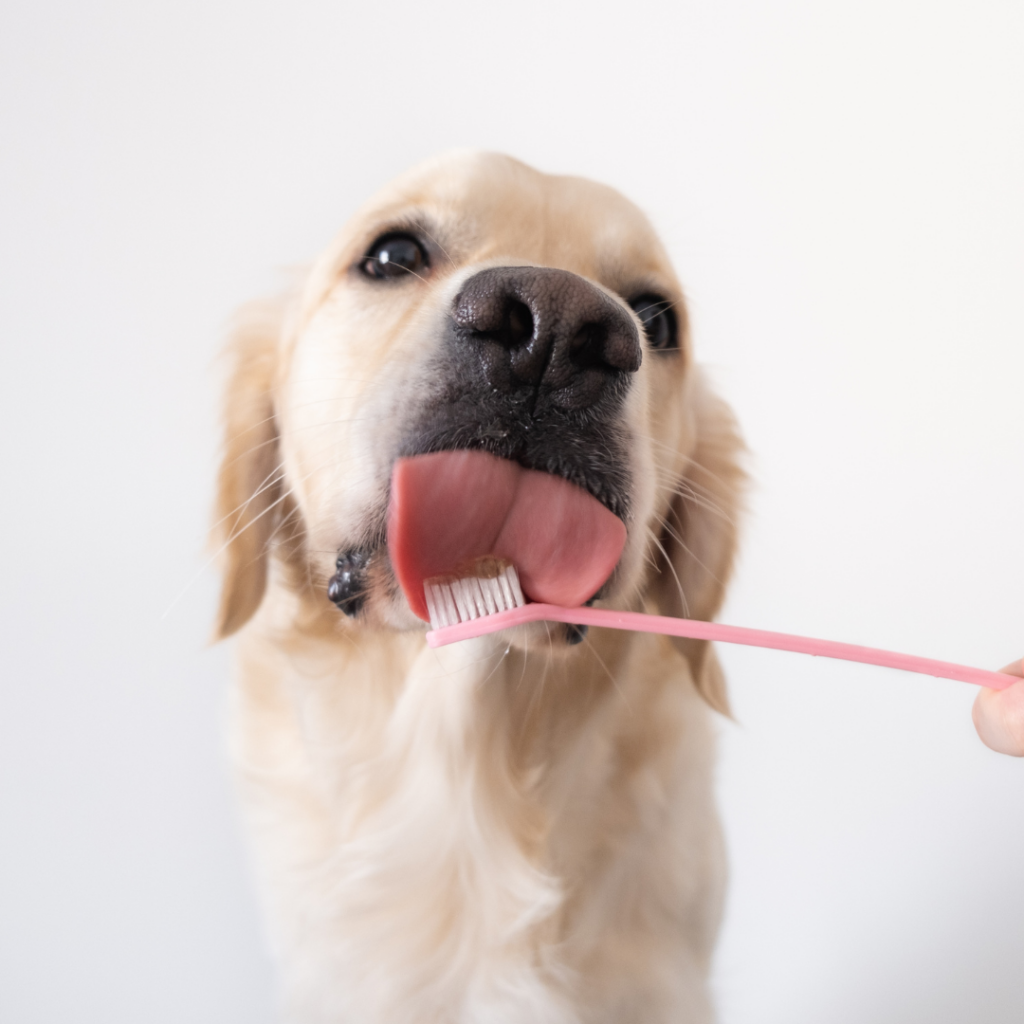 Dental Care