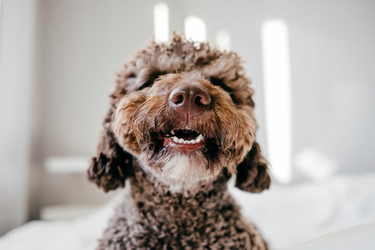 Dental health for dogs