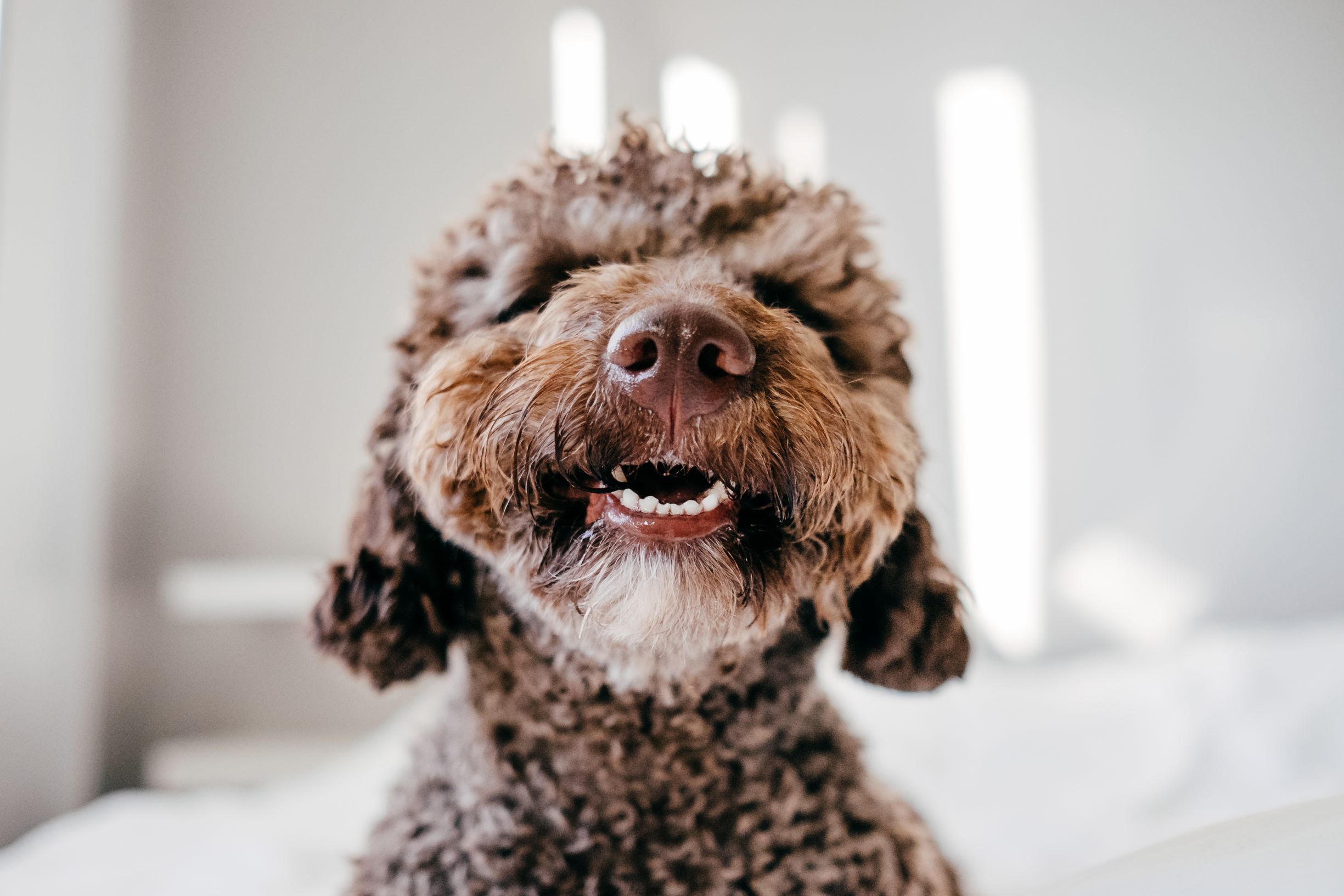 Dental health for dogs