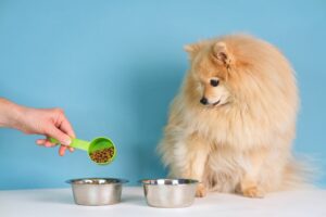 Probiotics are good for dogs