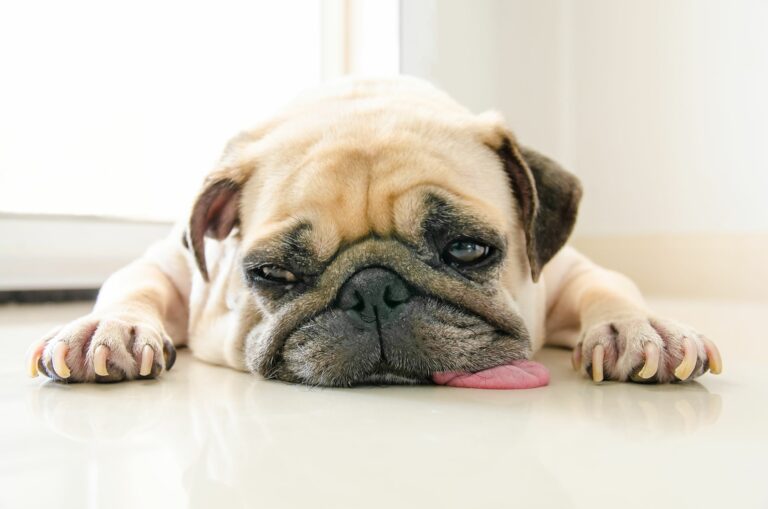 Dog tummy upset